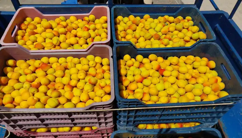 İlk Hasatını Yapan Çiftçiden 500 TL’lik Rekor Satış Başarıları