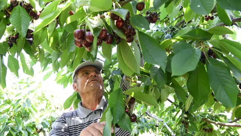 Lapseki Devi: Çay Bardağına Sığmayacak Kadar Devasa