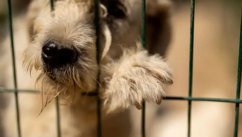 İş Stresi, Sadık Dostlarımızı da Etkiliyor: Köpeklerde Görülen Belirtiler