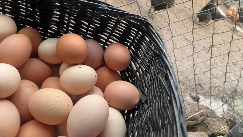Okulların Açılmasıyla "Mayıs Çukurundan" Kurtulacak En Ucuz Protein: Hangisi?