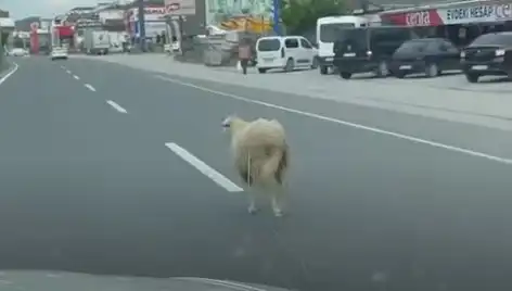 Yalova'da Kaçan Kurbanlıklar Traffikte Kaos Yaratıyor
