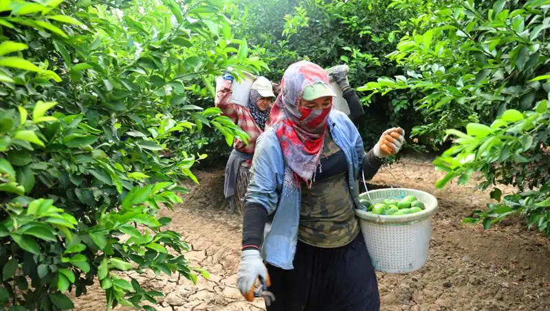 Market Fiyatları Düşüyor mu? İlk Hasatla 150 Liranın Üstündeki Kilo Bedeli!