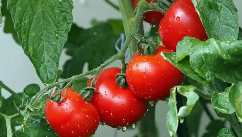 Domates Bitkisi Milyonlarca Yıl Önceye Giderek Yeni Bir Keşif Yaptı