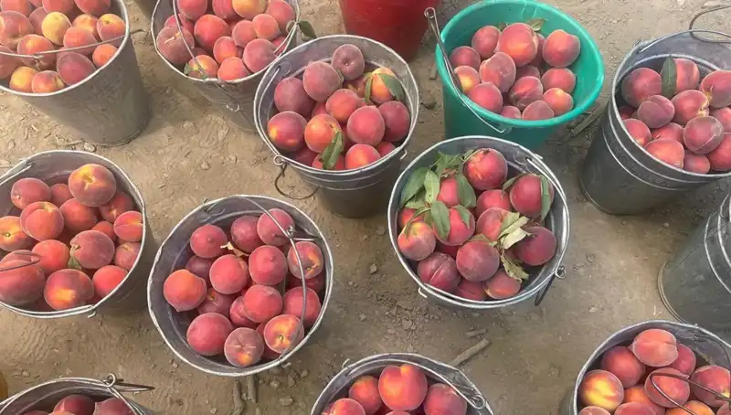 Hasat Zamanı: Çiftçiler Fiyatlardan Memnun, Kilogram 100 Lira!