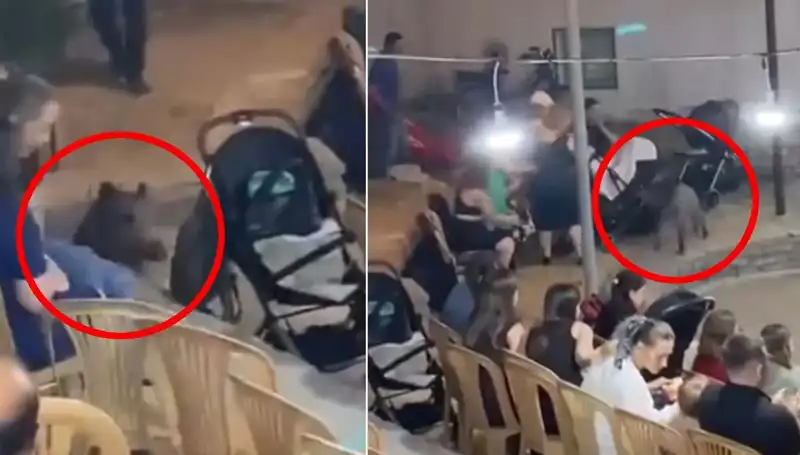 Düğün Törenine Sızan Yaban Domuzu, Misafirlere Korku Dolu Anlar Yaşattı