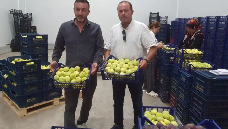 Mersinli Çiftçilerin Yüzleri Gülüyor: Fıstığın İhraç Fiyatı 20 TL!