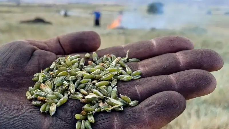 Firik Sezonu Başladı! Lezzeti ve Sağlık Faydalarıyla Dikkat Çekiyor