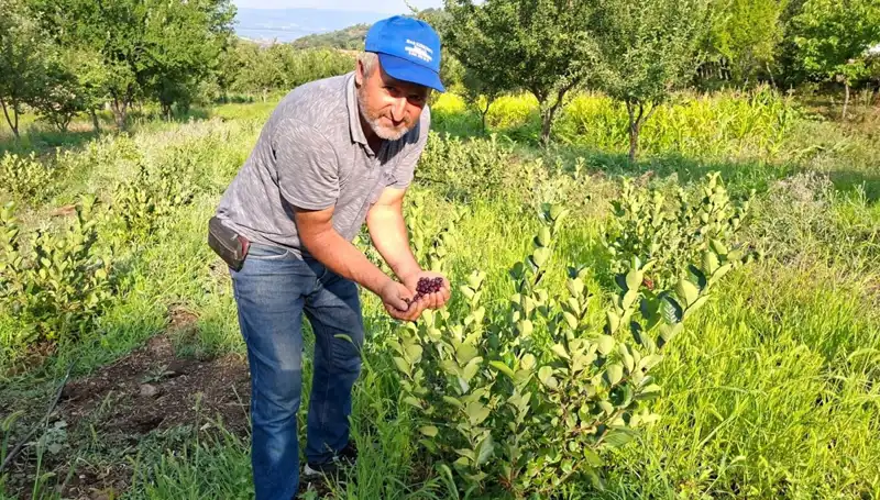 Deneme Amaçlı Ektiği Ağaçlar Bu Yıl İlk Meyvelerini Verdi: Kilosu 200 Lira!
