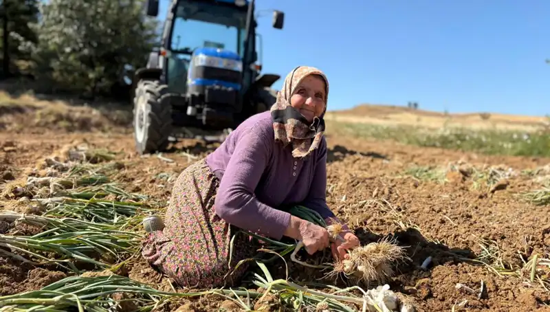 Dünyaca Ünlü Selenyum Zengini Sebze: Tarladaki Fiyatı 1.200 Lira!