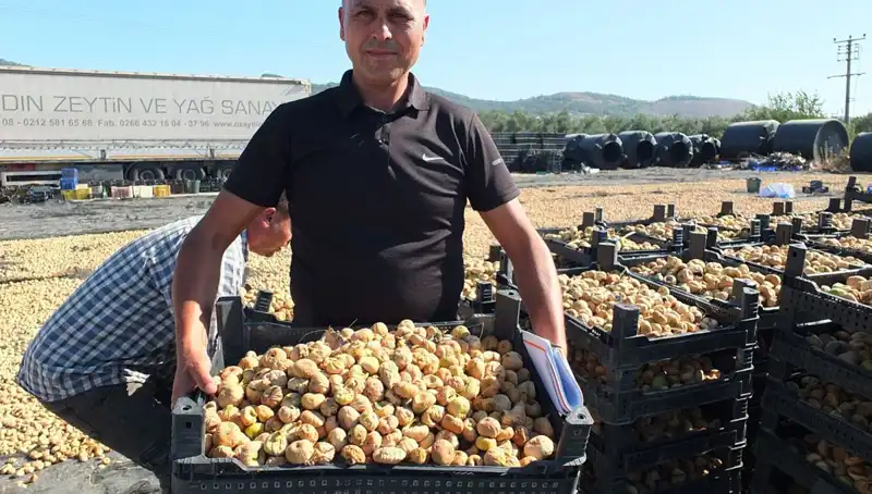 Balıkesir'de Hasat Zamanı: Çin ve Rusya'ya İhracat Başladı