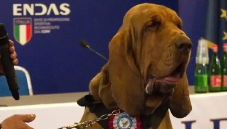 Arama Köpeğine Suikast Davası: Çivili Sosisle Öldürülen Kahraman