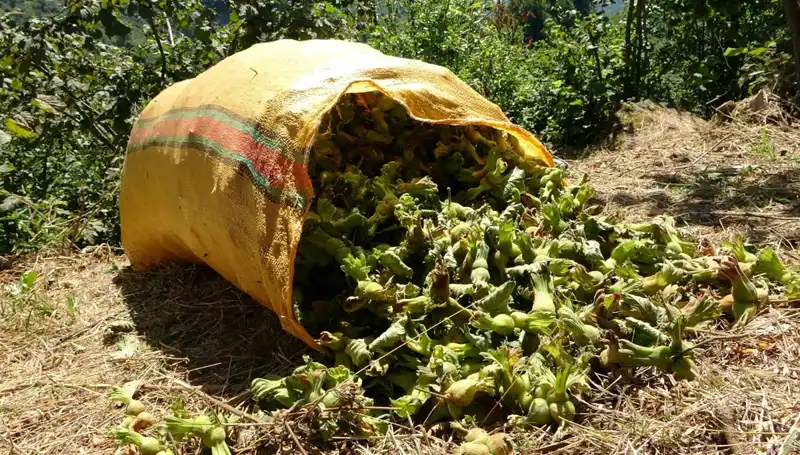 Giresun’da Fındık Hasadı Başladı: Üreticiler Umut İçinde Bekliyor