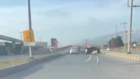 Trafikte Deve Kuşu Görülmesi, Şehirde Şok Etkisi Yarattı!