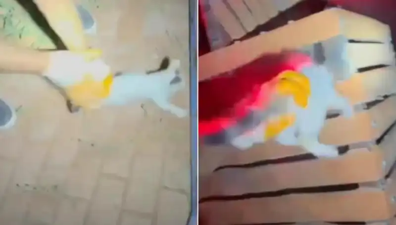Gece Yarısı Kedi Kurtarma Operasyonu: İtfaiye Ekipleri Hayvan Severleri Sevindirdi