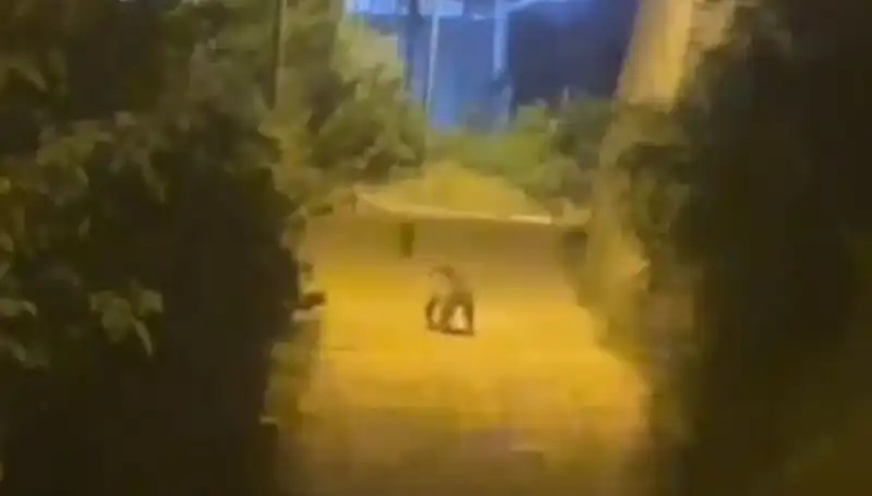 Gümüşhane Merkezine Gelen Ayı, Şehirde Korku ve Merak Yarattı